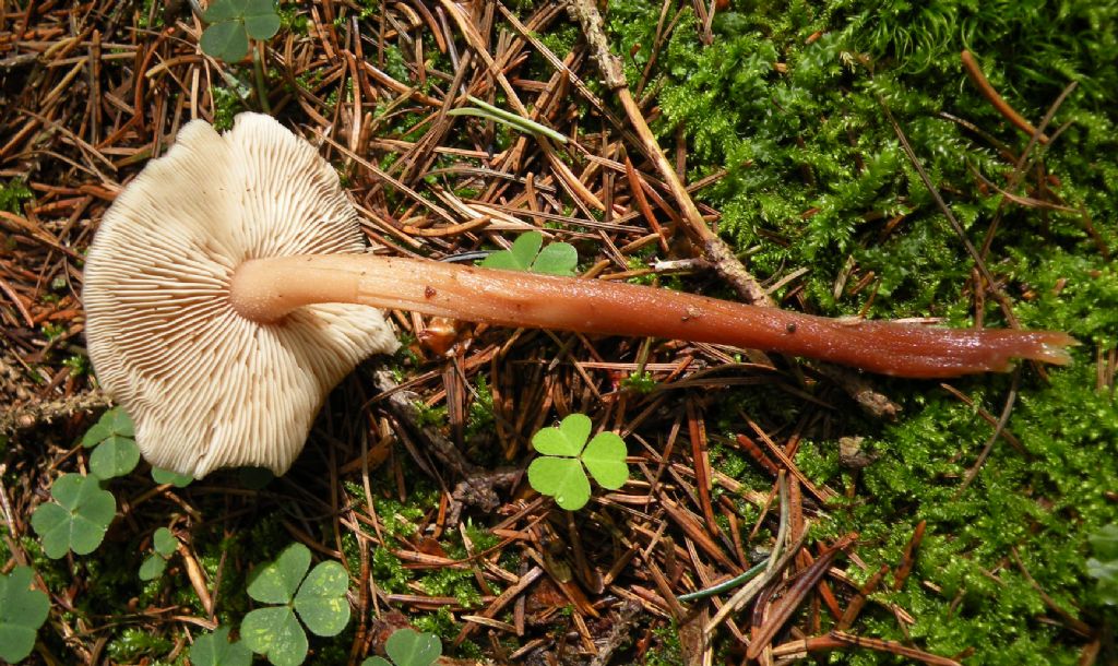 Collybia kuehneriana?